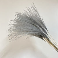 Thumbnail for Pampas Grass